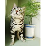 【猫艺家园】CFA 美国短毛猫 银虎斑标准斑 美短 Moke