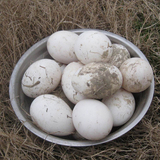 新鲜鹅蛋农家散养野生草鹅蛋含卵磷脂孕妇去胎毒提高记忆力