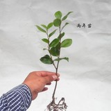 室内盆栽茶花苗 大小山茶花树苗多个品种选择 2年苗包成活