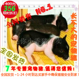 超可爱泰国迷你小香猪迷你猪 纯种宠物猪活体长不大的 买1送4用品