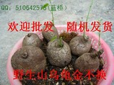 赏根多肉盆景植物~野生山乌龟金不换地不容盆景盆栽植物≈10cm