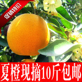 四川金堂特产 新鲜 脐橙 夏橙 橙子 孕妇水果 酸甜味 10斤包邮