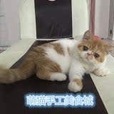CFA赛级加菲猫/异国短毛猫纯种宠物GG红白猫品相猫咪