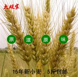 15年新小麦粒 山东农家小麦 杂粮 带皮小麦颗粒猫草种子饲料包邮