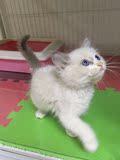 宠物活体小猫 海豹双色布偶猫咪 纯种幼猫包健康