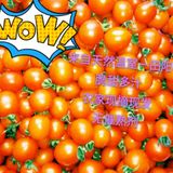 小西红柿圣女果番茄小可爱 新鲜水果 广西田阳特产