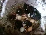 芦花鸡受精蛋种蛋
