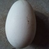 双簧鹅蛋农家有机鹅蛋