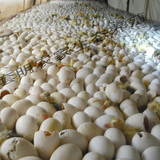 苏北单品农家散养真品新鲜种鹅蛋优质受精蛋大鹅种蛋孵化蛋特价包