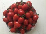 樱桃小番茄圣女果珍珠小西红柿孕妇儿童新鲜水果蔬菜水果5斤包邮