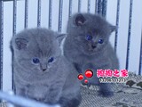 重庆名猫繁殖基地 纯种蓝猫 美短蓝猫 俄罗斯蓝猫热卖中