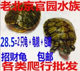 巴西龟 乌龟活体 宠物龟 两栖龟 巴西龟一对 招财龟 包邮