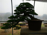 日本黑松那须娘盆景树桩高档精品日本进口那须娘五针松盆景实物