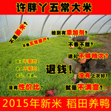 正宗五常大米2015年新米2.5kg纯天然农家自产有机米东北稻花香米