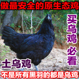 正宗黑垚乌鸡土鸡乌骨鸡农家散养新鲜有机柴草笨鸡纯粮月子老母鸡