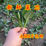 农家自种新鲜青菜苔 有机菜心 菜尖 菜头 露天种植 时令蔬菜