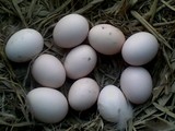 鹊山鸡种蛋   鹊山鸡受精蛋   孵化用蛋