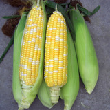 汉南甜玉米9根装包邮 现摘新鲜水果玉米可生吃玉米棒农家绿色食品