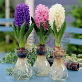 荷兰进口风信子种球水培套餐花室内绿植水仙花百合花卉盆栽玻璃瓶