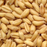 2016新鲜小麦粒 小麦子 带皮小麦 五谷杂粮 500克