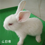 宠物兔活体小白兔小黑兔黄花兔熊猫兔包邮