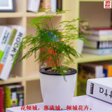 盆栽花卉植物 文竹 办公室 室内 防辐射创意绿植盆景 一套包邮