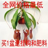 食虫植物 红瓶猪笼草 趣味植物 (食虫草驱蚊捕苍蝇蚊子)盆栽包邮