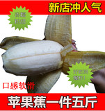包邮5斤广东南沙新鲜水果粉蕉胜海南香蕉牛奶蕉米蕉苹果蕉