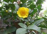 四季开花的金花茶-树苗盆栽-崇左四季金花茶4年大苗珍稀茶花品种