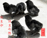 纯种五黑一绿种蛋绿壳蛋黑乌鸡贵妃鸡种蛋白凤乌鸡种蛋受精蛋85%