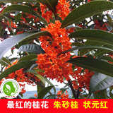 最红的桂花品种 极品丹桂状元红树苗 珍稀红桂朱砂桂 四季红桂花