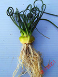弹簧草球茎3-4公分2年生风信子科多肉植物不弹不要钱哦！