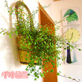 室内绿植盆栽 千叶吊兰-净化空气 吸甲醛 新房必备植物 花卉包邮