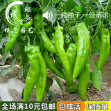 蔬菜种子 特大牛角椒种子 庭院菜园种菜辣椒种子 阳台盆栽青椒籽