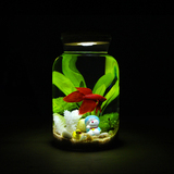 创意桌面生态鱼缸水族箱办公室迷你小型玻璃缸金鱼斗鱼缸造景套餐