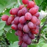 花卉苗木果树 葡萄苗 美国红提 葡萄树苗 3年苗当年结果 葡萄品种