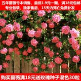 多花爬藤蔷薇花苗花卉盆栽绿植玫瑰藤本月季5年苗庭院植物