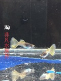 金属黄蕾丝孔雀鱼热带鱼观赏鱼淡水鱼燕尾精品活体种鱼种鱼纯种