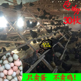 土鸡蛋农家散养自养新鲜纯天然月子柴鸡蛋孕妇草鸡蛋绿壳笨鸡蛋30