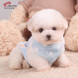 凌空星巴斯韩国纯种奶白奶油色泰迪茶杯幼犬宠物狗狗活体出售N242