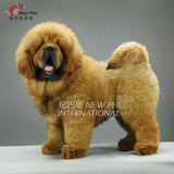 凌空星巴斯 纯种红棕色藏獒犬幼獒大狮头宠物狗幼犬活体出售Z4502