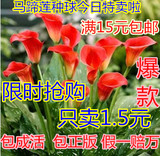 阳台盆栽 彩色马蹄莲种球 水培花卉 郁金香风信子百合苗 当年开花