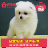 杭州萧山精心繁殖小体球体白色博美犬幼犬 狐狸犬 包健康15天
