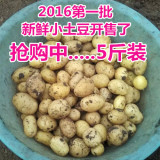 新鲜土豆农家自种非转基因新鲜迷你小土豆新鲜蔬菜马铃薯