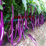 紫长茄子种子 杭茄一号 青茄子 圆茄子 阳台易种盆栽蔬菜瓜果种子