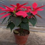 圣诞花 一品红盆栽 向阳红 红艳美丽 年宵花卉 大盆栽 带土发货