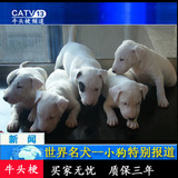 热销犬好的北京正规货源纯种幼犬出售健康白稀缺好货狗送货牛头梗