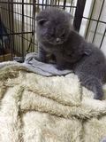 俄罗斯蓝猫 宠物店直售 价格美丽