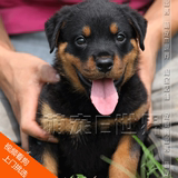 纯种罗威纳 幼犬出售 活体宠物 纯种罗威纳 专业培育 可视频看狗