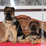 德国牧羊犬 幼犬出售 活体宠物狗狗 大型犬 畜牧犬 可视频 实拍